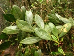 Baccharis malmei Joch.Müll.