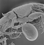 SEM image of Microdajus pectinatus female and larva on host