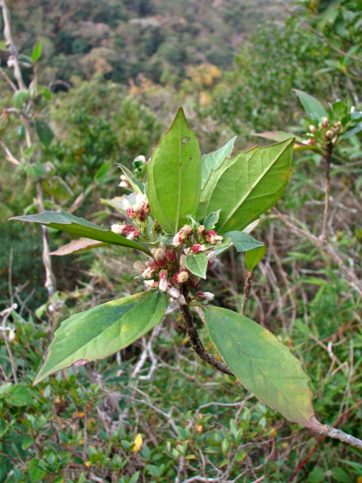 Baccharis dentata (Vell.) G.M.Barroso Baccharis dentata (Vell.) G.M.Barroso