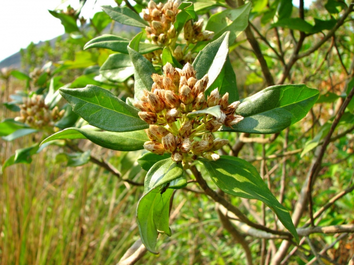 Baccharis dentata (Vell.) G.M.Barroso