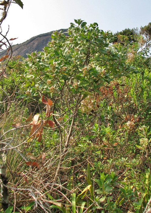 Baccharis dentata (Vell.) G.M.Barroso