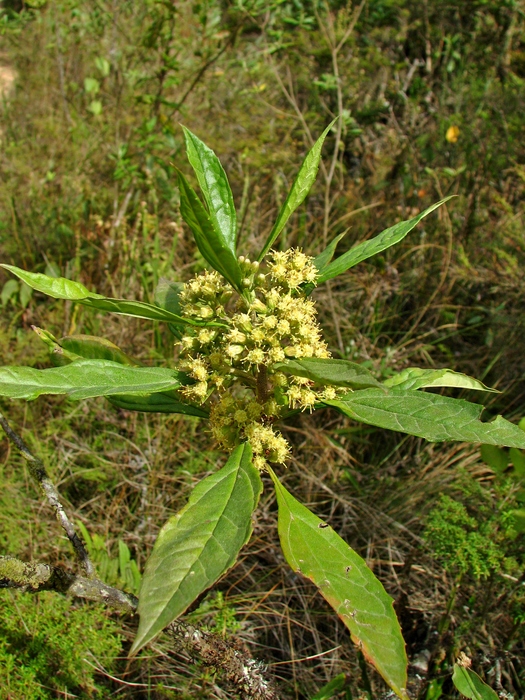 Baccharis dentata (Vell.) G.M.Barroso Baccharis dentata (Vell.) G.M.Barroso