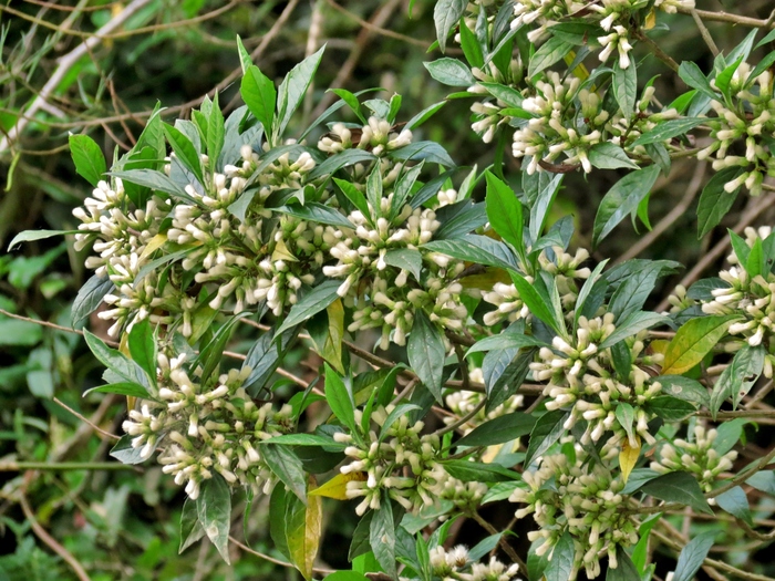 Baccharis dentata (Vell.) G.M.Barroso Baccharis dentata (Vell.) G.M.Barroso