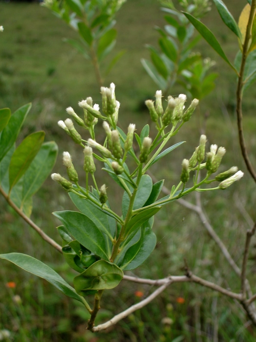 Baccharis singularis (Vell.) G.M.Barroso