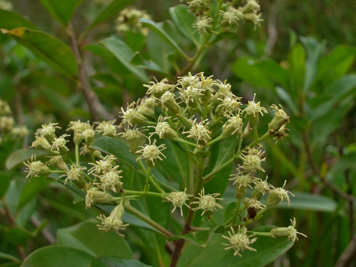 Baccharis singularis (Vell.) G.M.Barroso