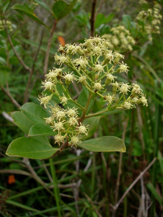 Baccharis singularis (Vell.) G.M.Barroso