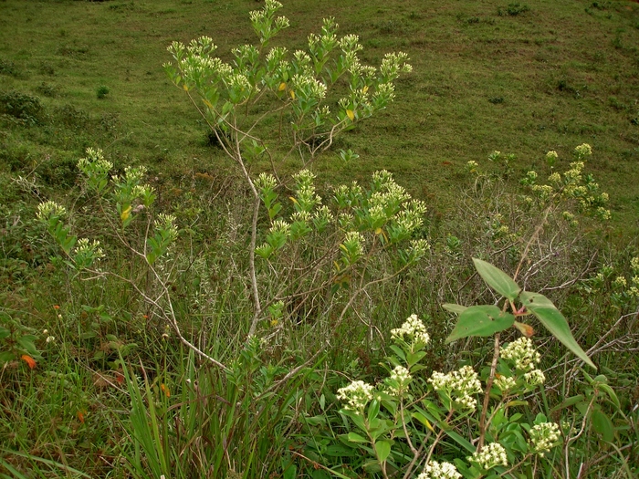 Baccharis singularis (Vell.) G.M.Barroso