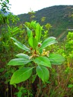 Baccharis nitida (Ruiz & Pav.) Pers.