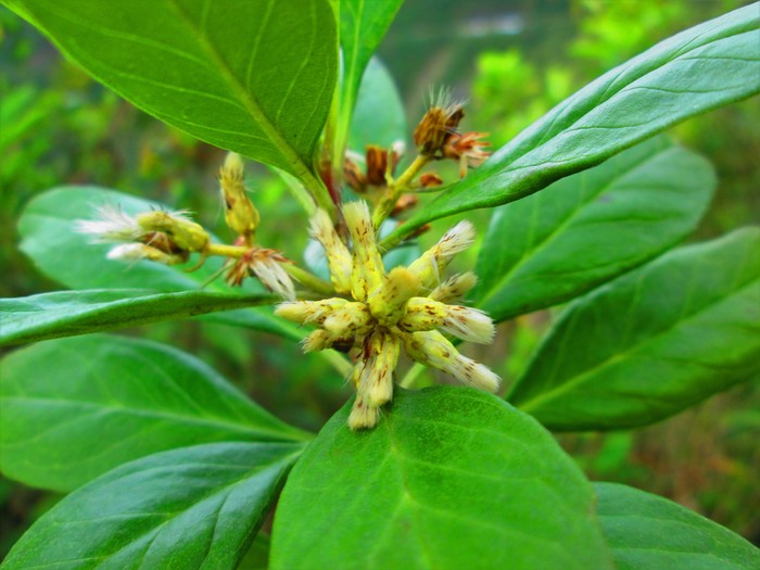 Baccharis nitida (Ruiz & Pav.) Pers. Baccharis nitida (Ruiz & Pav.) Pers.