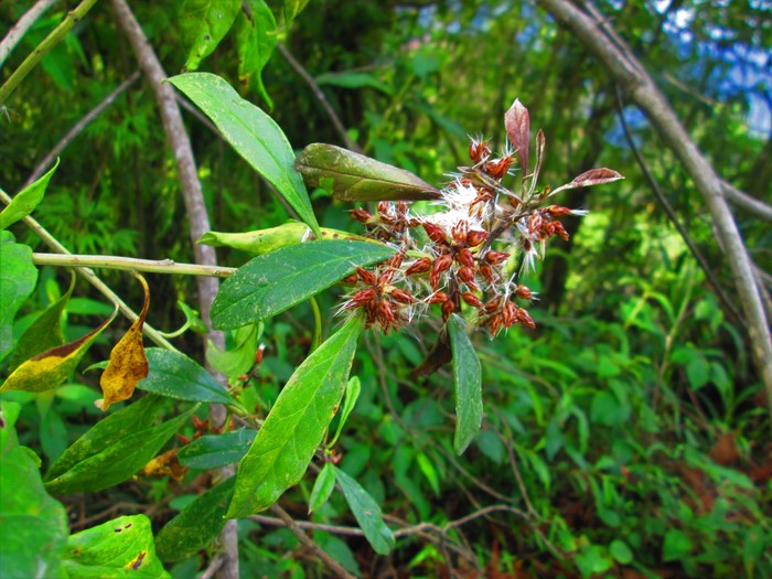 Baccharis nitida (Ruiz & Pav.) Pers.