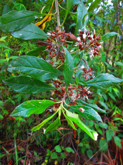 Baccharis nitida (Ruiz & Pav.) Pers. Baccharis nitida (Ruiz & Pav.) Pers.