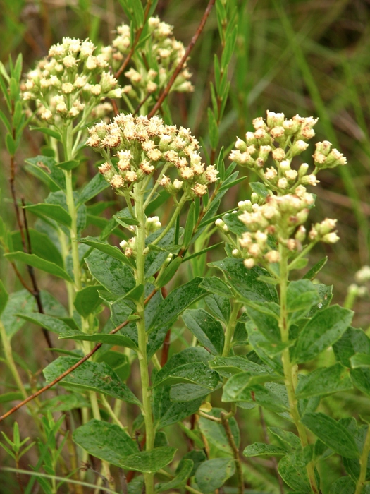 Baccharis illinita DC. Baccharis illinita DC.