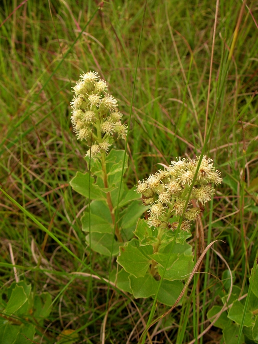 Baccharis illinita DC. Baccharis illinita DC.