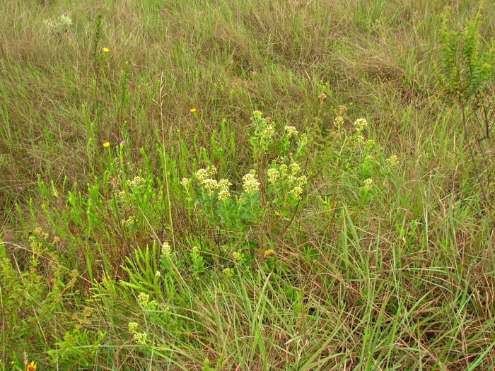 Baccharis illinita DC. Baccharis illinita DC.