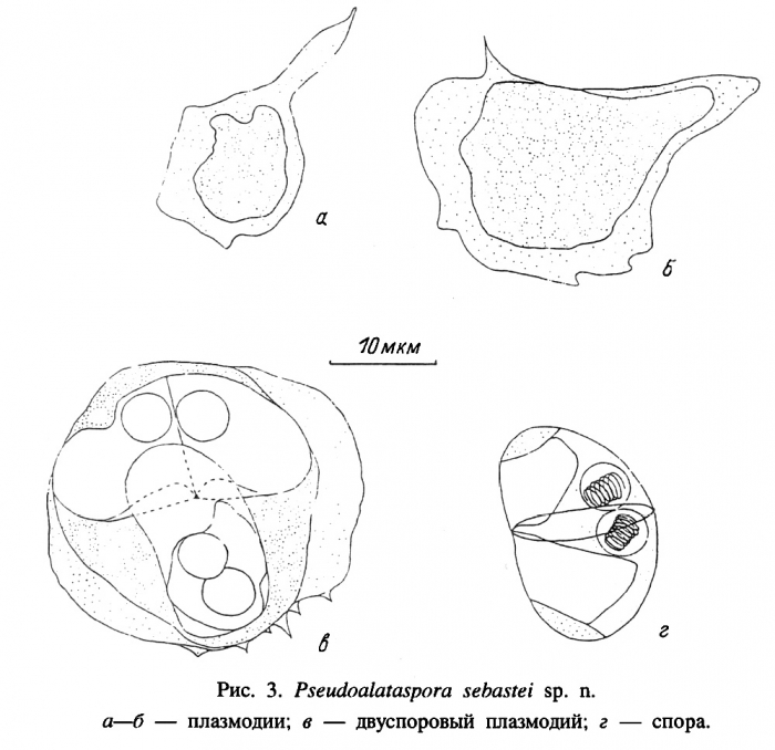 Developmental stages and myxospores