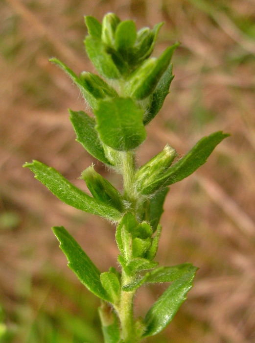 Baccharis caprariifolia DC. Baccharis caprariifolia DC.