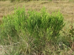 Baccharis caprariifolia DC.