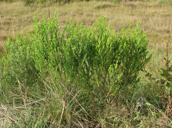 Baccharis caprariifolia DC. Baccharis caprariifolia DC.