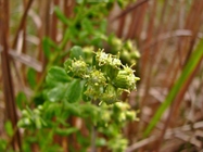 Baccharis caprariifolia DC.