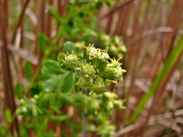 Baccharis caprariifolia DC. Baccharis caprariifolia DC.