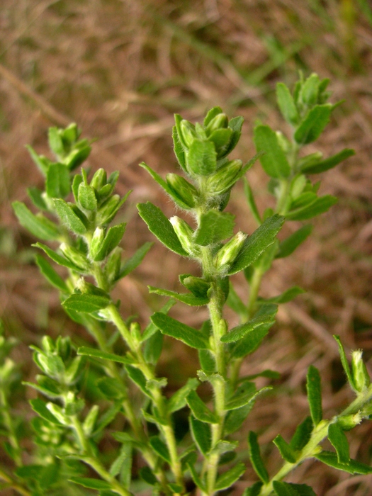 Baccharis caprariifolia DC. Baccharis caprariifolia DC.