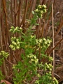 Baccharis caprariifolia DC.