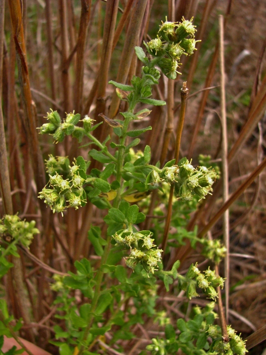 Baccharis caprariifolia DC. Baccharis caprariifolia DC.
