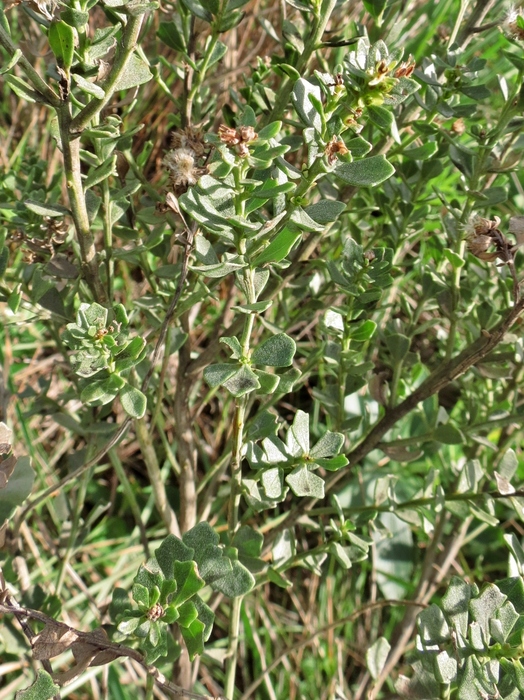 Baccharis deltoidea Baker