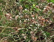 Baccharis deltoidea Baker