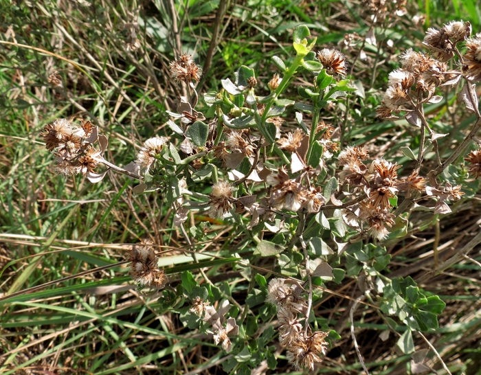 Baccharis deltoidea Baker Baccharis deltoidea Baker