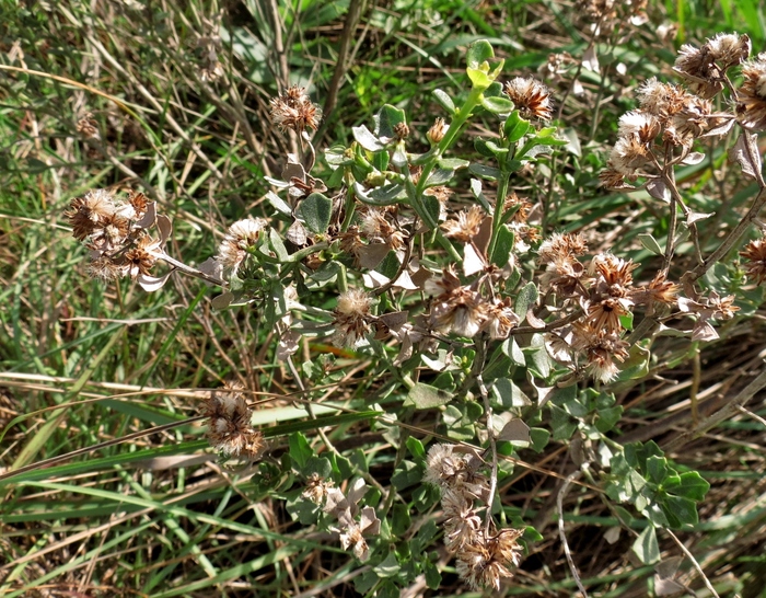 Baccharis deltoidea Baker