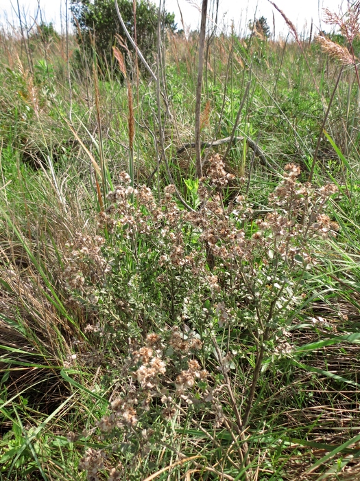 Baccharis deltoidea Baker