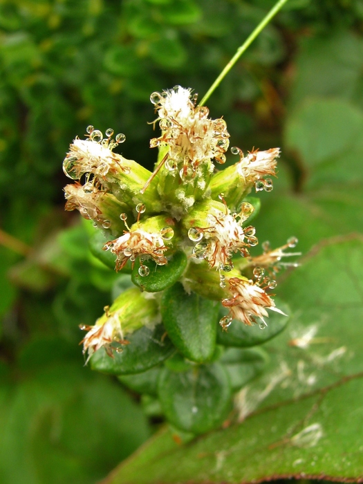 Baccharis nummularia Heering ex Malme Baccharis nummularia Heering ex Malme