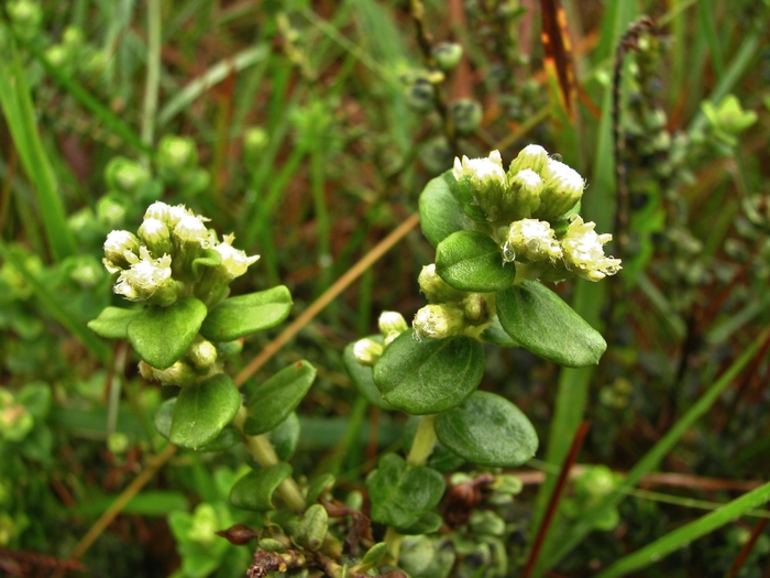 Baccharis nummularia Heering ex Malme Baccharis nummularia Heering ex Malme