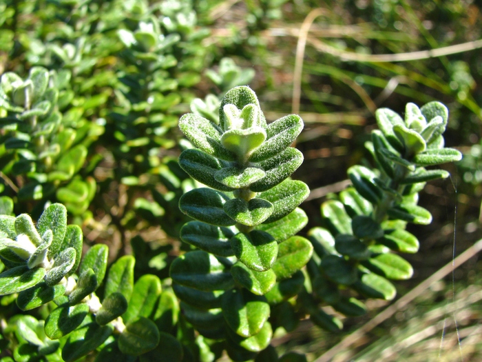 Baccharis nummularia Heering ex Malme