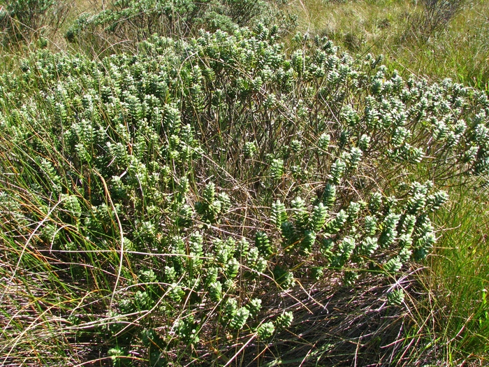 Baccharis nummularia Heering ex Malme