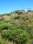Baccharis nummularia Heering ex Malme