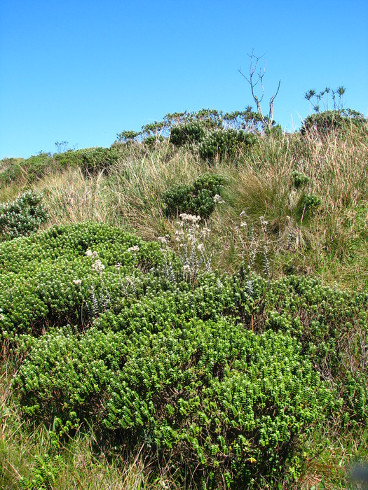 Baccharis nummularia Heering ex Malme