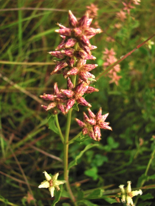 Baccharis spicata (Lam.) Baill. Baccharis spicata (Lam.) Baill.