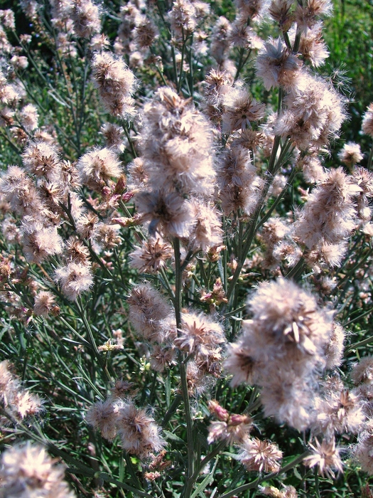 Baccharis spicata (Lam.) Baill. Baccharis spicata (Lam.) Baill.
