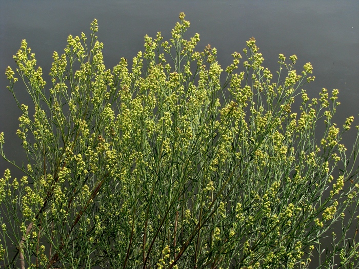 Baccharis spicata (Lam.) Baill. Baccharis spicata (Lam.) Baill.