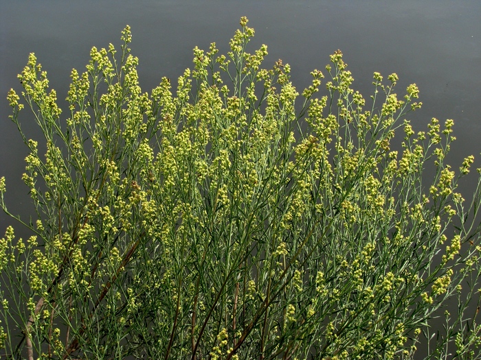 Baccharis spicata (Lam.) Baill.