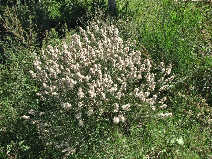 Baccharis spicata (Lam.) Baill. Baccharis spicata (Lam.) Baill.