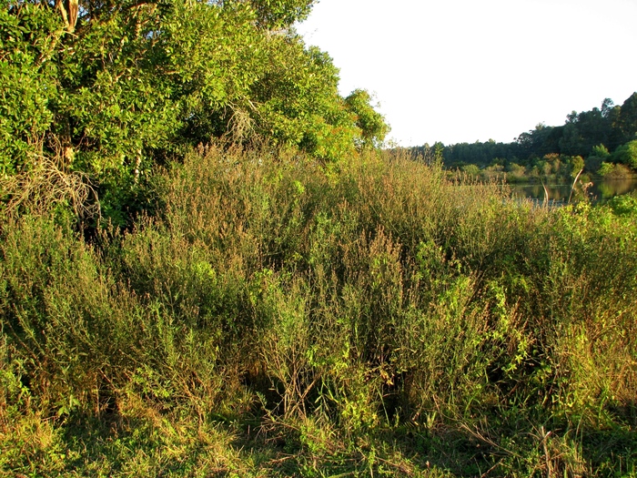 Baccharis spicata (Lam.) Baill. Baccharis spicata (Lam.) Baill.