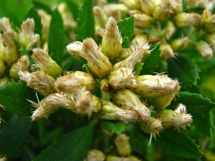 Baccharis urvilleana Brongn. Baccharis urvilleana Brongn.