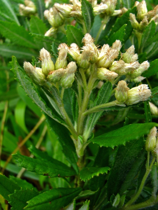 Baccharis urvilleana Brongn. Baccharis urvilleana Brongn.