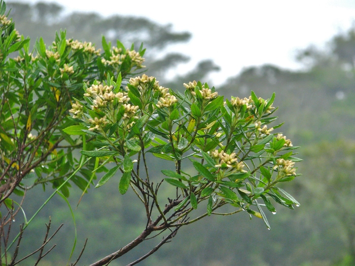 Baccharis urvilleana Brongn. Baccharis urvilleana Brongn.