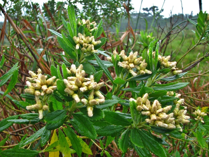Baccharis urvilleana Brongn. Baccharis urvilleana Brongn.
