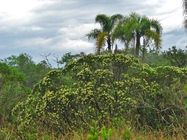 Baccharis urvilleana Brongn.