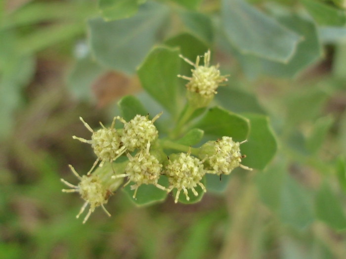 Baccharis tridentata Vahl Baccharis tridentata Vahl
